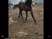 Stute, Orlov Trotter — Foto 1