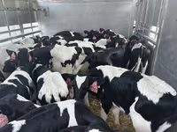 Bull, Holstein breed — photo 2