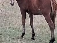 Mare, Horses — photo 4