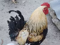 Chickens — foto 3