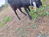 Ziegenbock, Nubian Goat — Foto 5