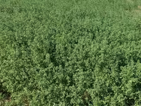 Yonca balyası - Məhsul: Yonca (Medicago sativa) – sahədən presslənmiş — 照片 3