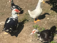 Alman Pekin — foto 1