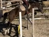 Aygʻir, Hungarian horse breed — 1-rasm