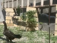 Chickens — photo 1