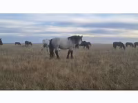 Horse (M), Horses — photo 2
