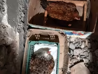 Chickens — photo 4
