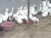 Geese — الصورة 2