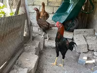 Chickens — photo 4