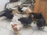 Chickens — photo 1