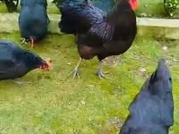 ऑर्पिंग्टन — फ़ोटो 1