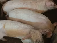 Schweine (Partie, Geschlecht nicht angegeben), Schweine — Foto 2