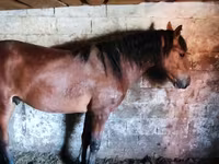 马匹（批次，未指定性别）, Horse breed — 照片 4