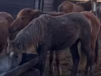 Caballos (lote, sexo no especificado), Caballos — foto 2