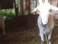Dişi keçi, Saanen goat — foto 1