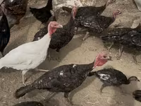 Turkeys — 照片 1