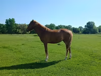 Horse (M), Horses — photo 7
