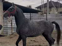 Kůň, Orlov Trotter — foto 2