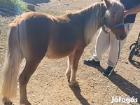 Cavalo, Shetland Pony — foto 1