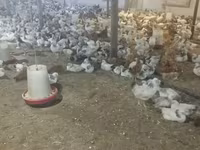 Chickens — foto 2