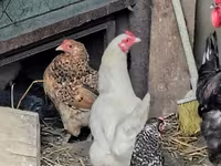 Chickens — photo 8