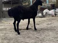 Ram, Hissar sheep — photo 1