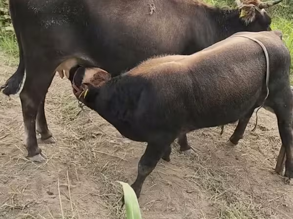 Vaca, Ganado vacuno — Azerbaiyán
