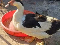 Domestic Muscovy — photo 3