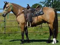 Hengst, Gypsy horse — Foto 6