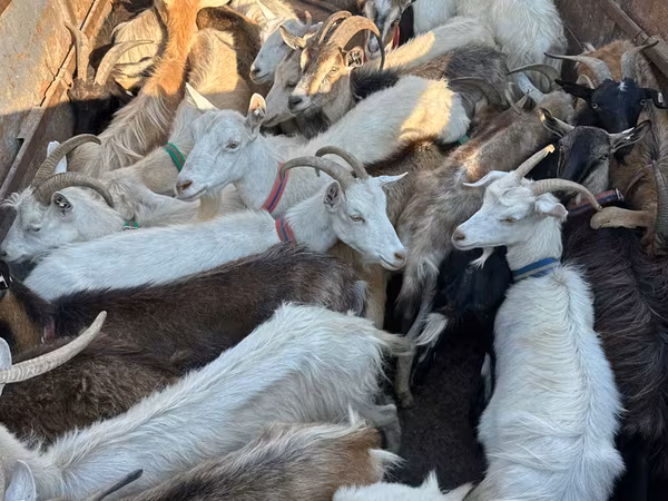 Goat, Goats