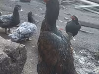 Chickens — foto 2