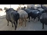 Owce (partia, płeć nieokreślona), Hissar sheep — zdjęcie 6
