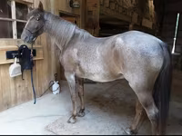 Horse (M), Palomino — photo 2