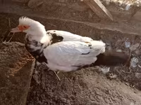 Broad Breasted White — photo 3