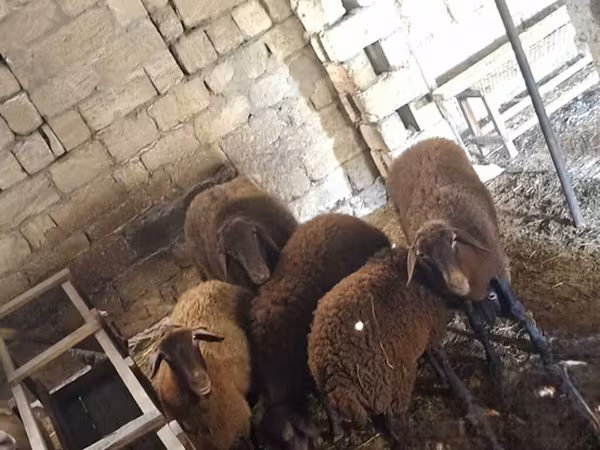 Qoç, Qoyunlar