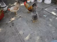 Japonský bantam — foto 3