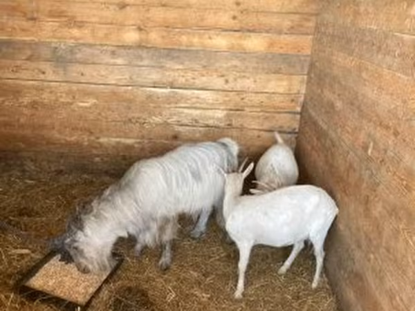 Koza, Kozy