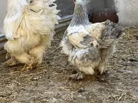 براهما — الصورة 2