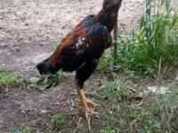 Chickens — photo 1