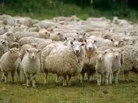 تيس, الماعز — الصورة 2