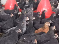 Chickens — foto 2