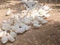 German Pekin — photo 2