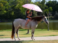Madyan, Skyros Pony — foto 8