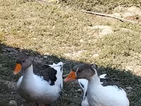 Geese — photo 1