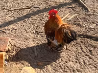 Pekin Bantam — foto 3