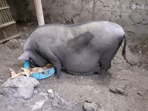 Säue, Вьетнамская вислобрюхая