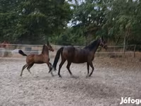 Klisna, Lipizzaner — foto 1