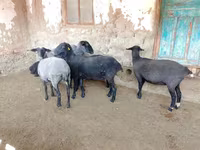 Ovce, Romanov sheep — foto 5