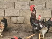 Chickens — photo 1