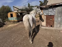 At, Atlar — foto 1